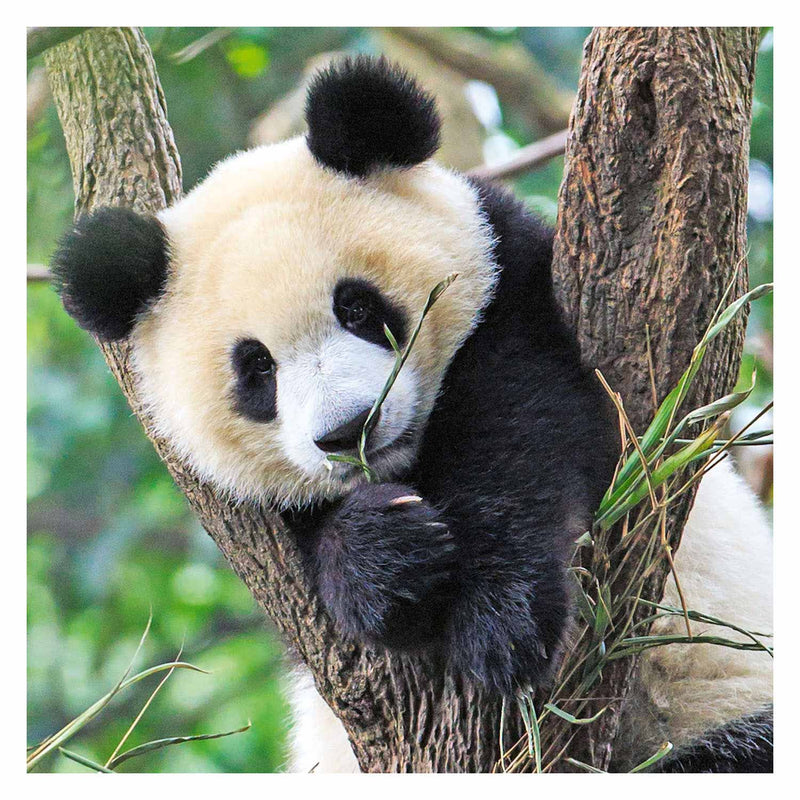 Afbeelding laden in galerijviewer, Ravensburger puzzel panda, tijger en leeuw - legpuzzel - 3x49 stukjes
