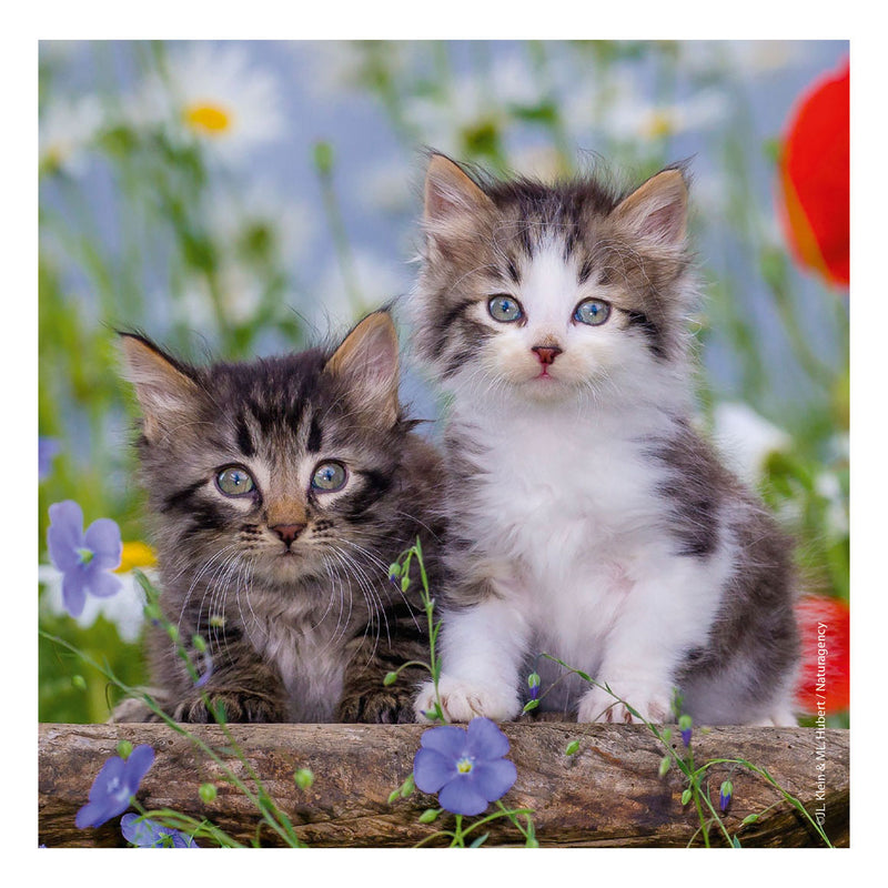 Afbeelding laden in galerijviewer, Ravensburger puzzel katten - 3x49 stukjes - kinderpuzzel
