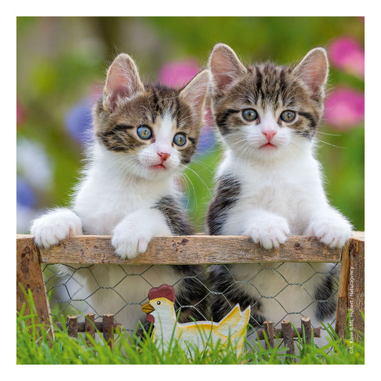 Ravensburger puzzel katten - 3x49 stukjes - kinderpuzzel