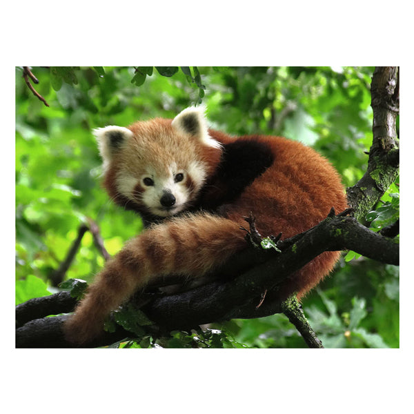 Afbeelding laden in galerijviewer, Ravensburger puzzel rode panda legpuzzel - 500 stukjes dieren.
