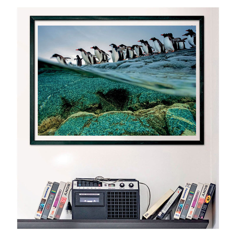 Afbeelding laden in galerijviewer, Clementoni Legpuzzel National Geographics - Penguin, 1000st.
