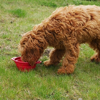 Afbeelding laden in galerijviewer, Rosewood Pet stuff drinkbak opvouwbaar assorti
