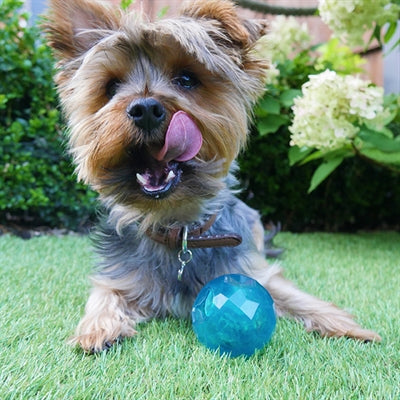 Afbeelding laden in galerijviewer, Biosafe Puppy snack bal blauw
