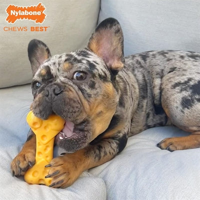 Afbeelding laden in galerijviewer, Nylabone dura chew cheese bone
