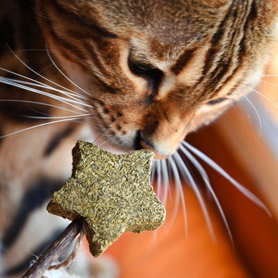 Afbeelding laden in galerijviewer, Croci Euphoria stick catnip ster met veren
