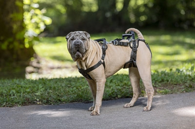 Afbeelding laden in galerijviewer, Petsafe carelift voor en achter
