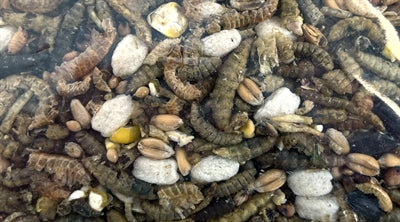 Afbeelding laden in galerijviewer, Utopia Strooivoer met insecten
