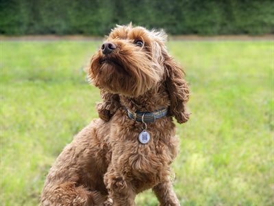 Afbeelding laden in galerijviewer, Fetch tag Smart pet tag
