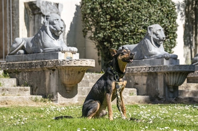 Afbeelding laden in galerijviewer, Morso halsband hond gerecycled full metal dog bruin
