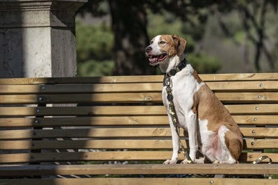 Afbeelding laden in galerijviewer, Morso hondenriem gerecycled full metal dog bruin
