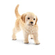 Schleich farm world jonge golden retriever 16396