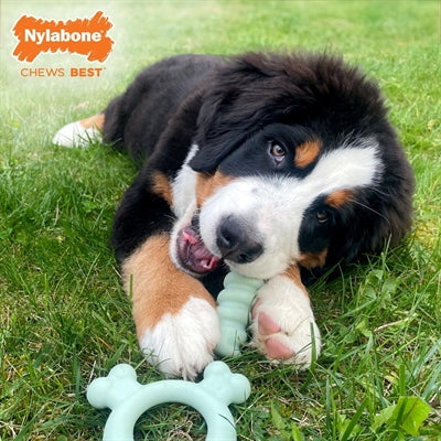 Afbeelding laden in galerijviewer, Nylabone Puppy tactile ring kipsmaak
