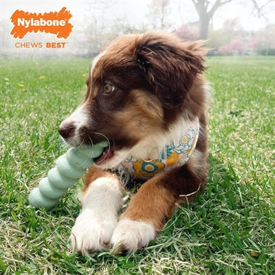 Afbeelding laden in galerijviewer, Nylabone Puppy tactile stick pindakaassmaak
