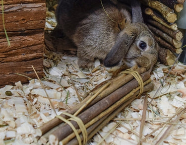 Nature first happy pet willow sticks