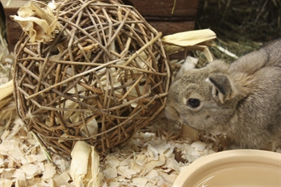 Afbeelding laden in galerijviewer, Nature first happy pet speelbal wilg
