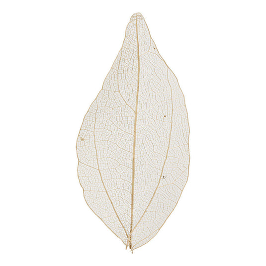 Https: www.cchobby.nl skeleton-leaves-l-4-5-8-cm-naturel-20-stuk-1-doos