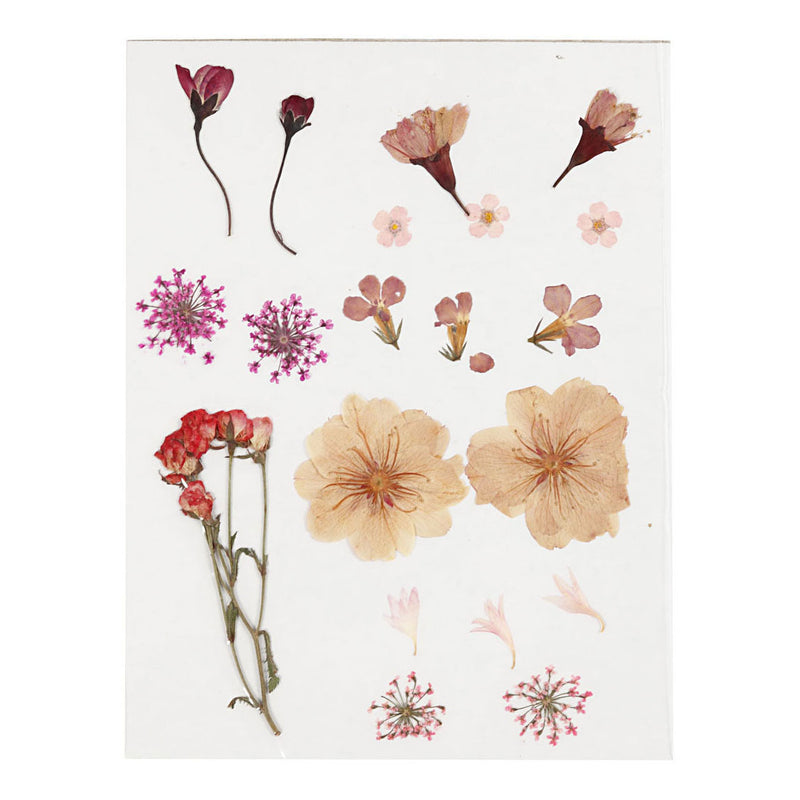Afbeelding laden in galerijviewer, Creativ company gedroogde bloemen en bladeren lichtroze
