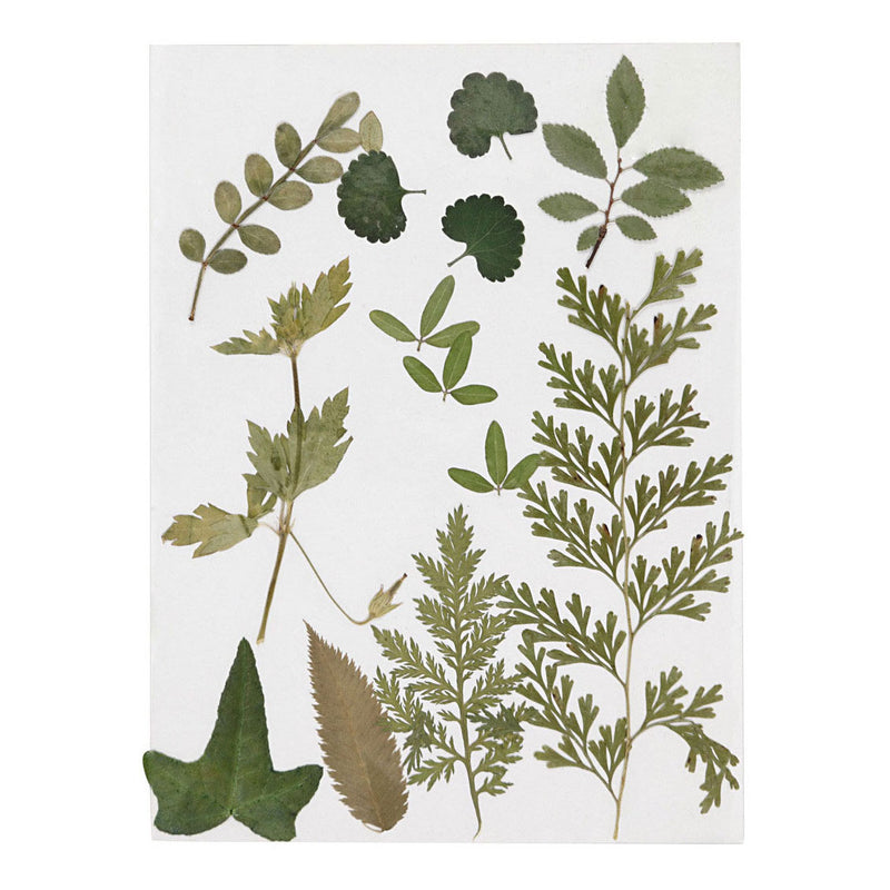 Afbeelding laden in galerijviewer, Creativ company gedroogde bloemen en bladeren groen
