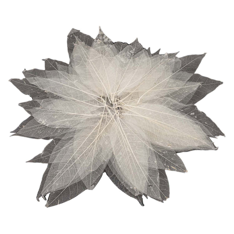Afbeelding laden in galerijviewer, Magnolia bladskeletten, 50st.
