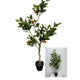 Deco citroen- sinaasappelboom in pot h120cm