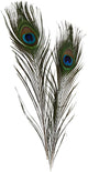 Creativ company https: www.cchobby.nl pauwenveren-l-25-30-cm-10-stuk-1-doos
