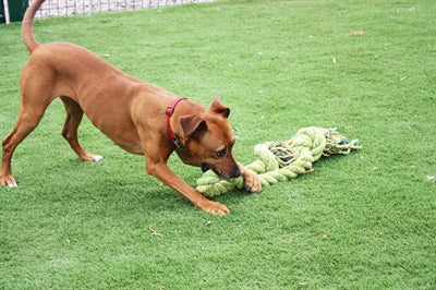 Afbeelding laden in galerijviewer, Happy pet king size tug flostouw
