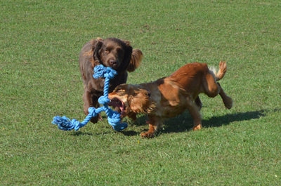 Afbeelding laden in galerijviewer, Happy pet flossin fun 3 knoop
