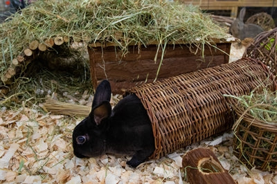 Afbeelding laden in galerijviewer, Happy pet wilgen tunnel
