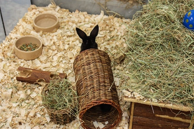 Afbeelding laden in galerijviewer, Happy pet wilgen tunnel
