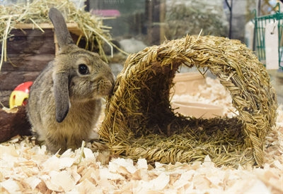 Afbeelding laden in galerijviewer, Happy pet grassy tunnel
