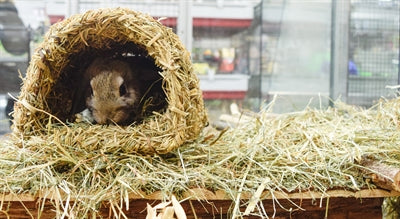 Afbeelding laden in galerijviewer, Happy pet grassy tunnel
