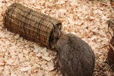 Afbeelding laden in galerijviewer, Nature first happy pet wilgen tunnel
