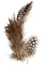 Creativ company https: www.cchobby.nl veren-van-parelhoen-ca-100-stuk-bruin-3-gr-1-doos