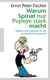 Warum spinat nur popeye stark macht