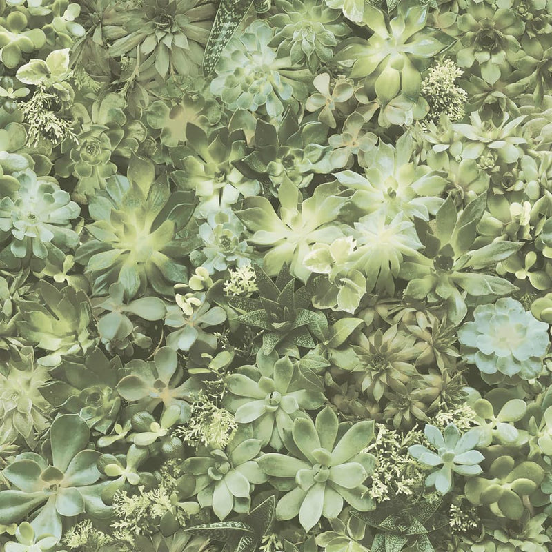Afbeelding laden in galerijviewer, Noordwand behang evergreen succulent groen en beige
