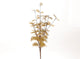 Hbx natural living kunsttak euca cinerea 40x25cm goud