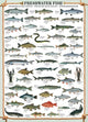 Eurographics legpuzzel vissen - 1000 stukjes puzzel volwassenen.