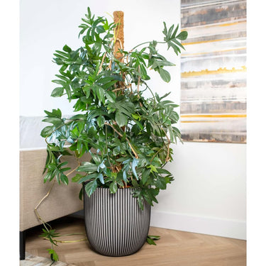 Capi plantenbak groove 43x41 cm antracietkleurig