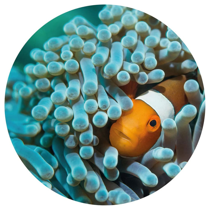 Afbeelding laden in galerijviewer, WallArt WallArt Behangcirkel Nemo the Anemonefish 142,5 cm
