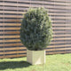 VidaXL Plantenbak 40x40x40 cm massief grenenhout wit