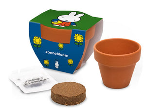 Nijntje terracota pot zonnebloem. | 12 stuks