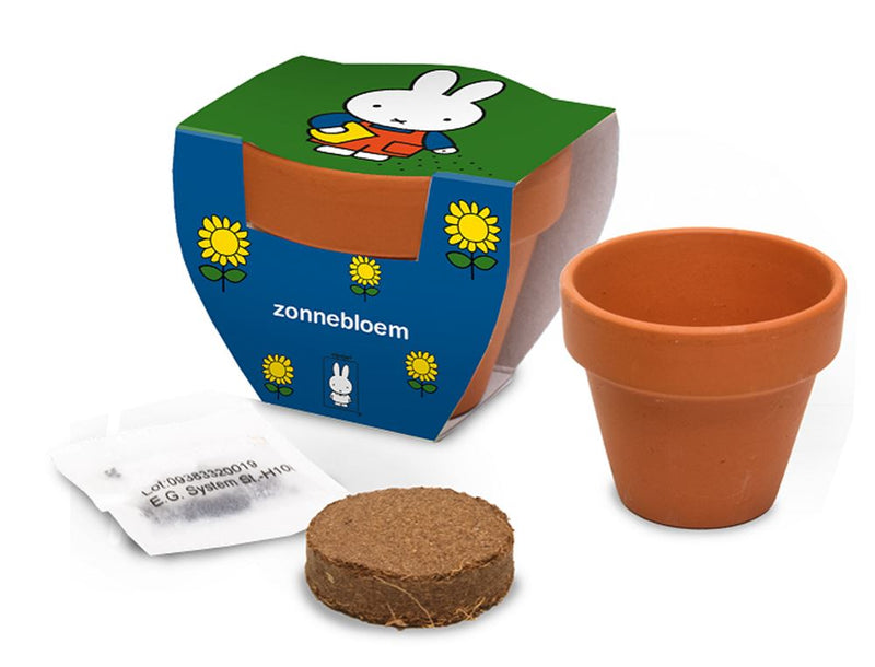 Afbeelding laden in galerijviewer, Nijntje terracota pot zonnebloem.
