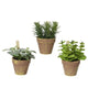 Decoris plant in pot 15x15x17cm plastic 3 asssorti