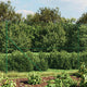 VidaXL Gaashek 1,6x25 m groen