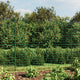 Vidaxl draadgaashek met flens 1,6x10 m groen