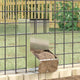 Vidaxl konijnenvoer zilver 12,5 x 26 x 28,5 cm gegalvaniseerd staal