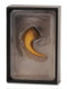Collecta figurine gift set - baryonyx klauw