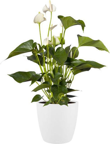 Elho brussels rond wielen 40 - grote bloempot voor binnen - 100% gerecycled plastic - ø 39.0 x h 36.5 cm - wit