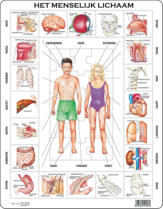 Larsen het menselijk lichaam – puzzel – educatief – anatomie – educatieve legpuzzel voor kinderen – 35 stukjes – gemaakt in noorwegen – extra dikke 2,5 mm stukjes – tray met vaste rand