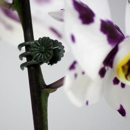 Afbeelding laden in galerijviewer, Connex clips voor orchideen 30st - flor78840
